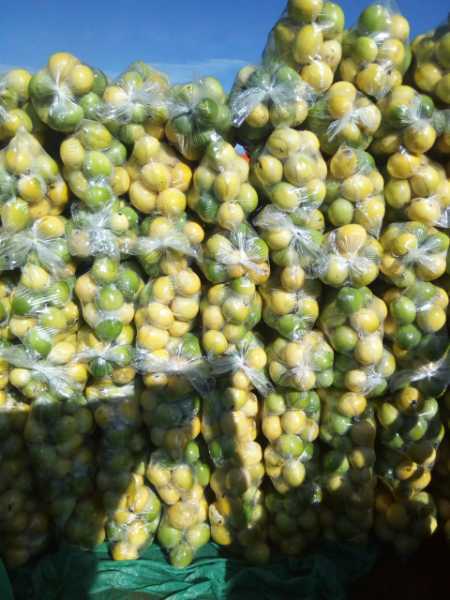 Maracuyá de la mejor Calidad X kilos