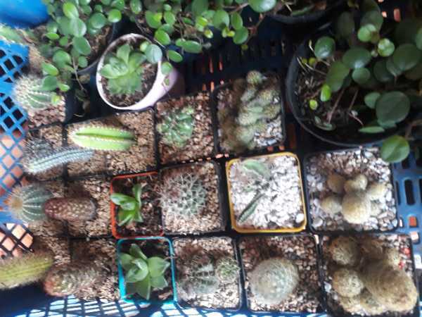Cactus y Suculentas