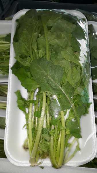 Rugula