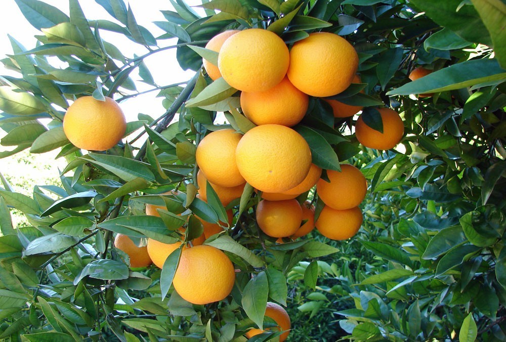 Naranja valencia