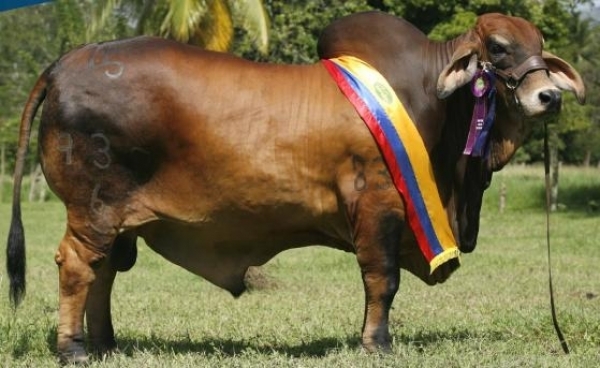 Venta de semen Brahman Rojo Sigin red Nacional 937/6