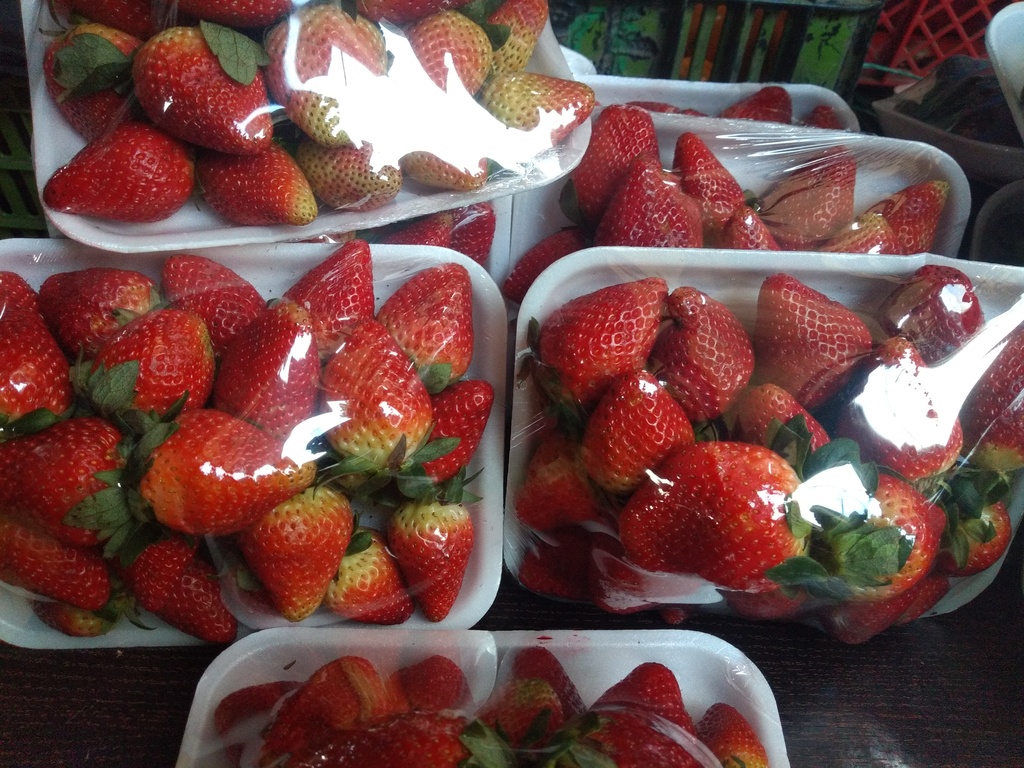 Fresa bandeja