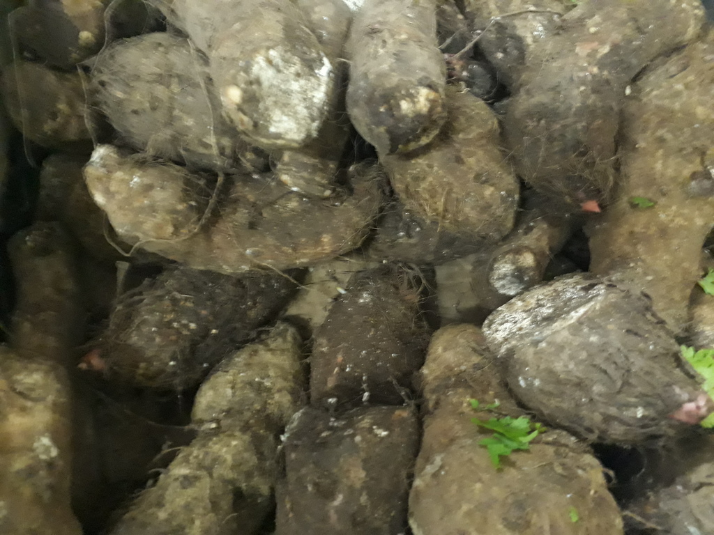 Malanga