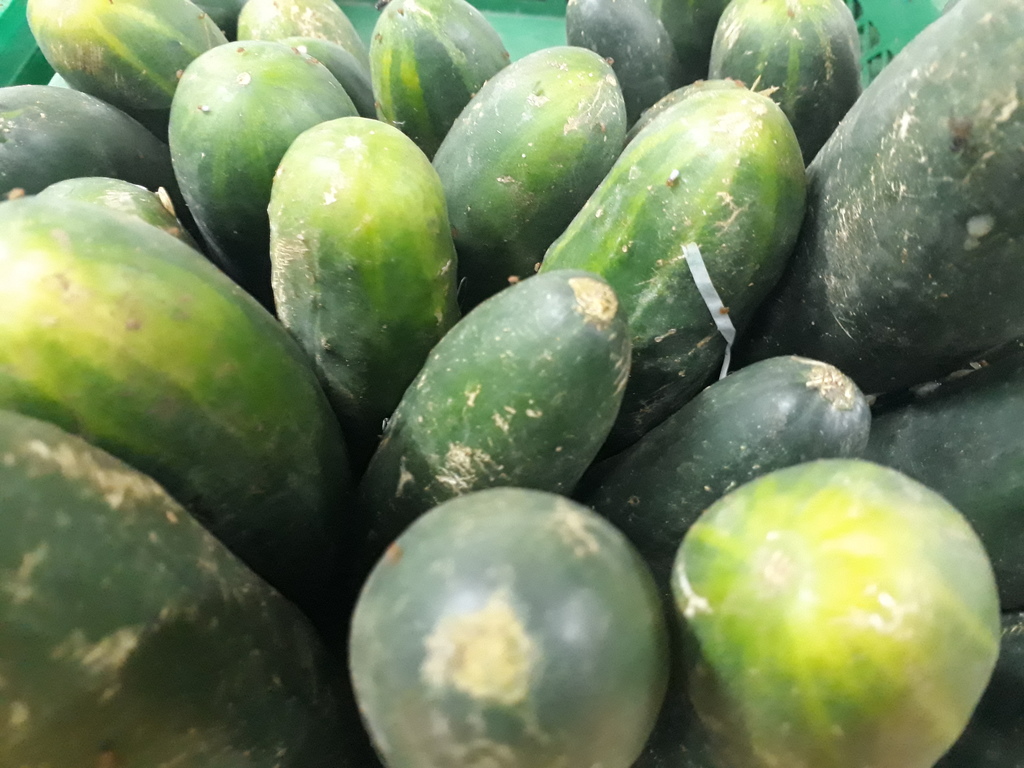 Pepino