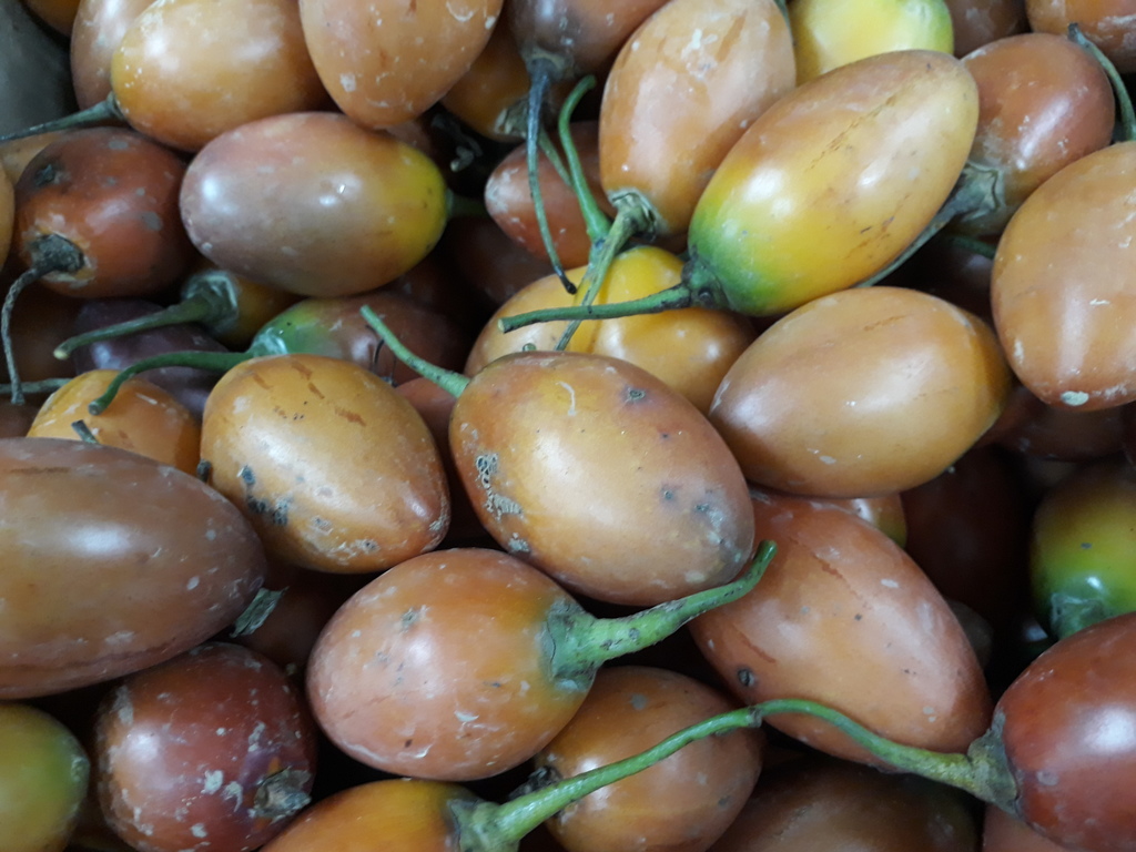 Tomate de árbol
