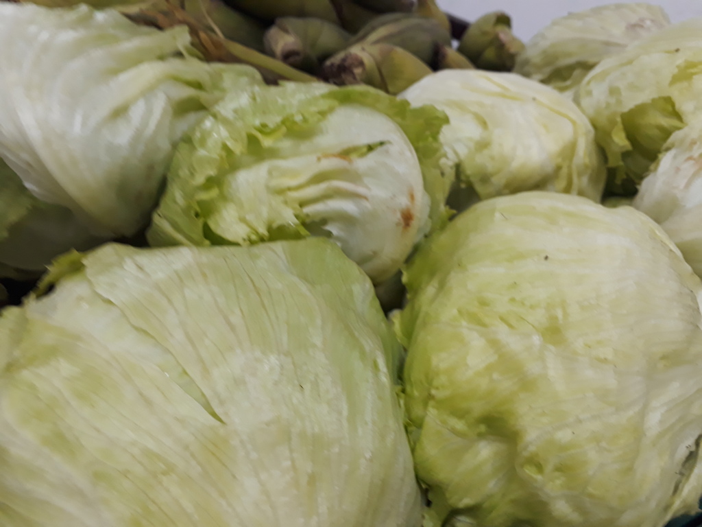 Lechuga
