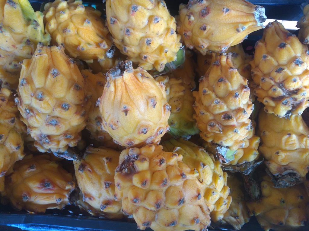 Pitaya