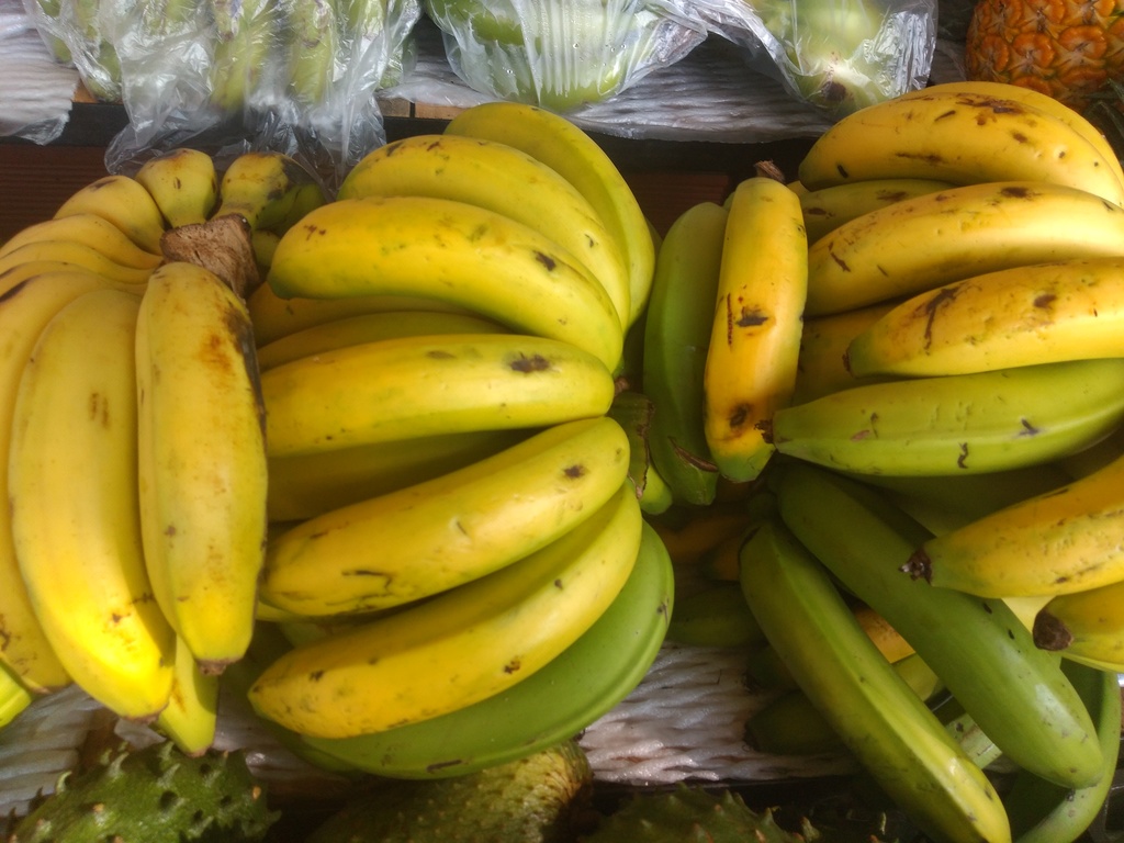 Banano criollo