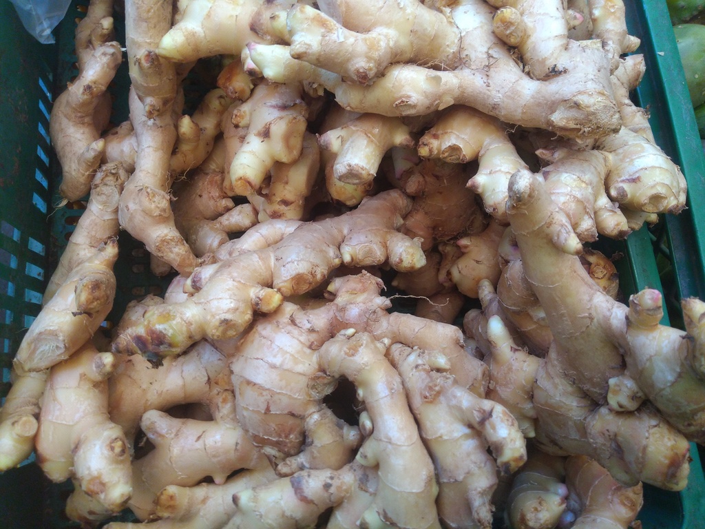 Jengibre