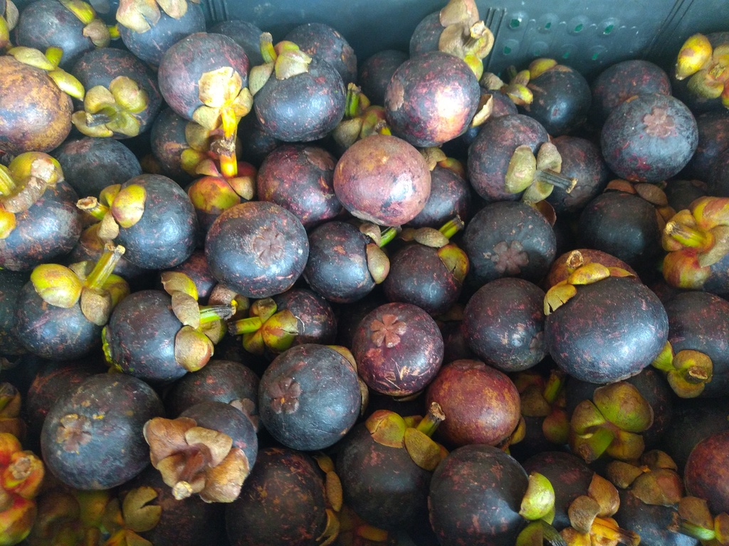 Mangostino