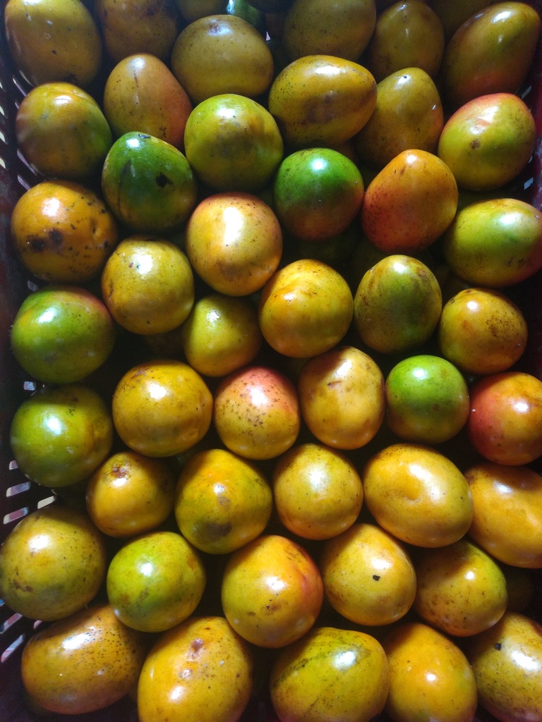Mango criollo