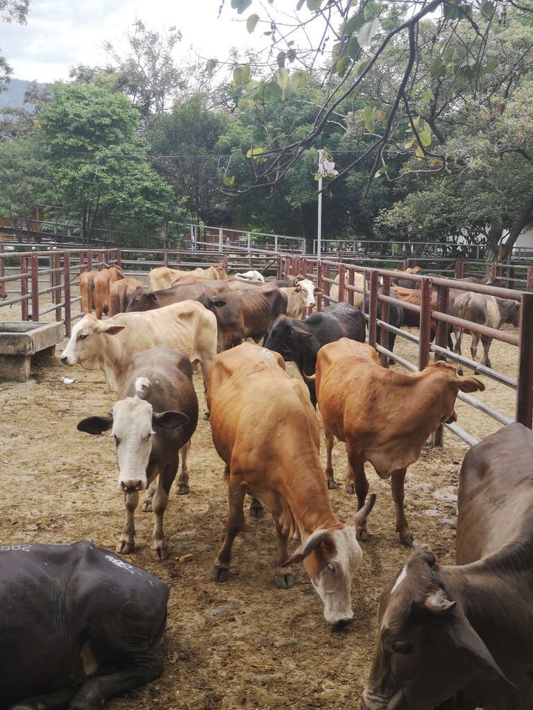 Novillas para Sacrificio /peso promedio 380  a 400 kg