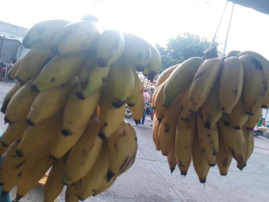 Banano manzana