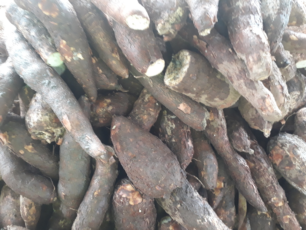 Yuca
