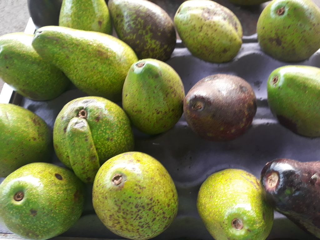 Aguacate criollo