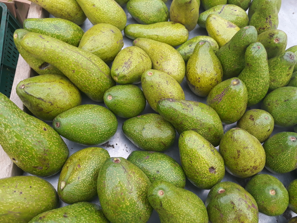 Aguacate criollo