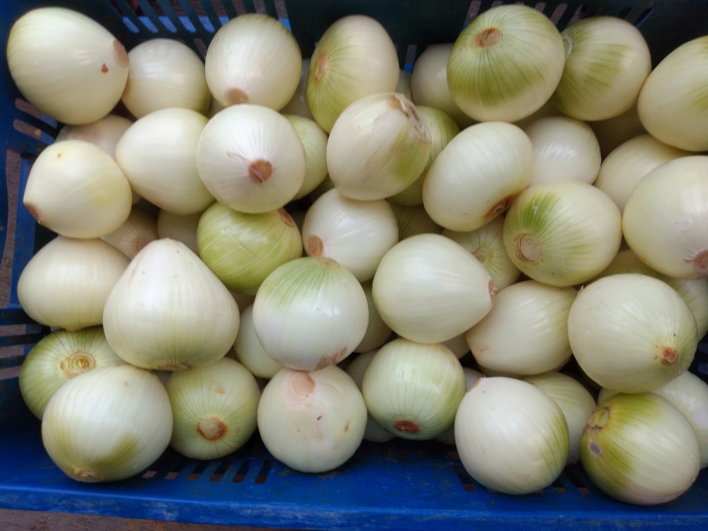 Cebolla blanca pelada
