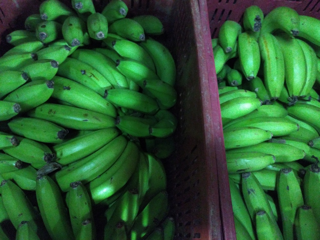 Banano criollo