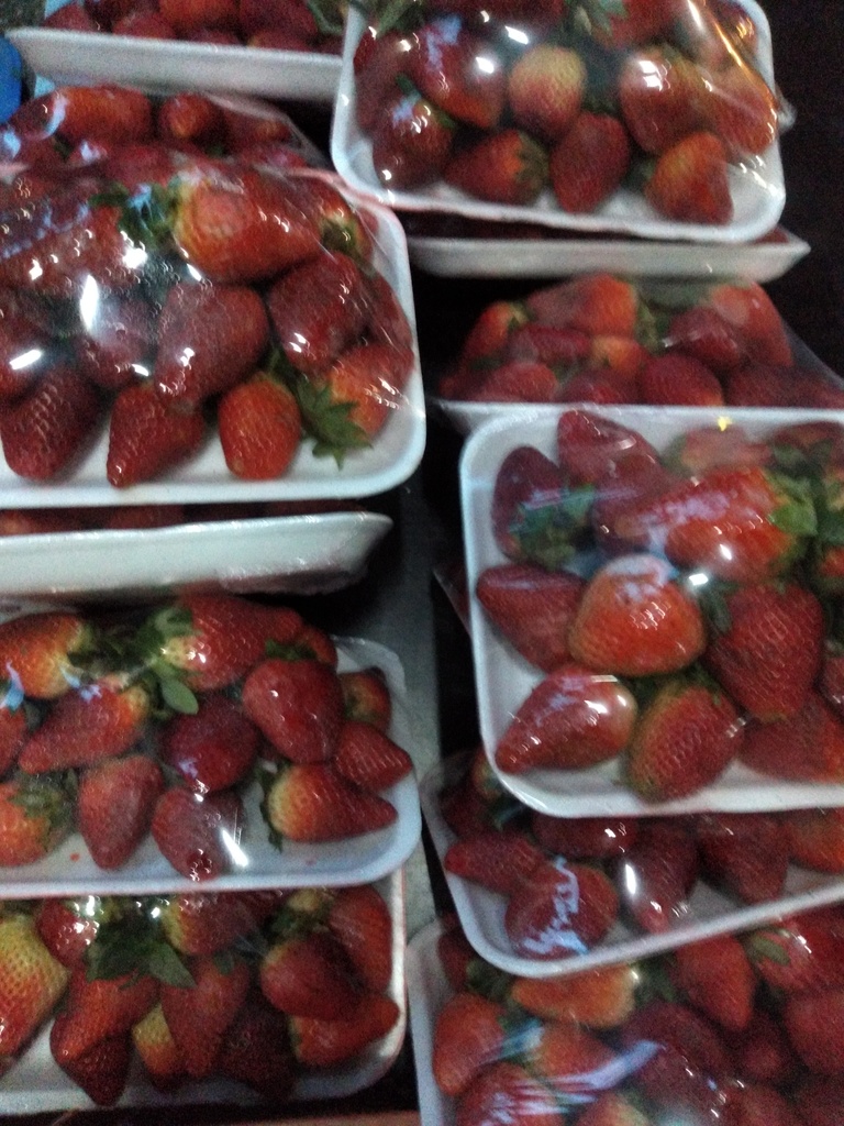 Fresa bandeja