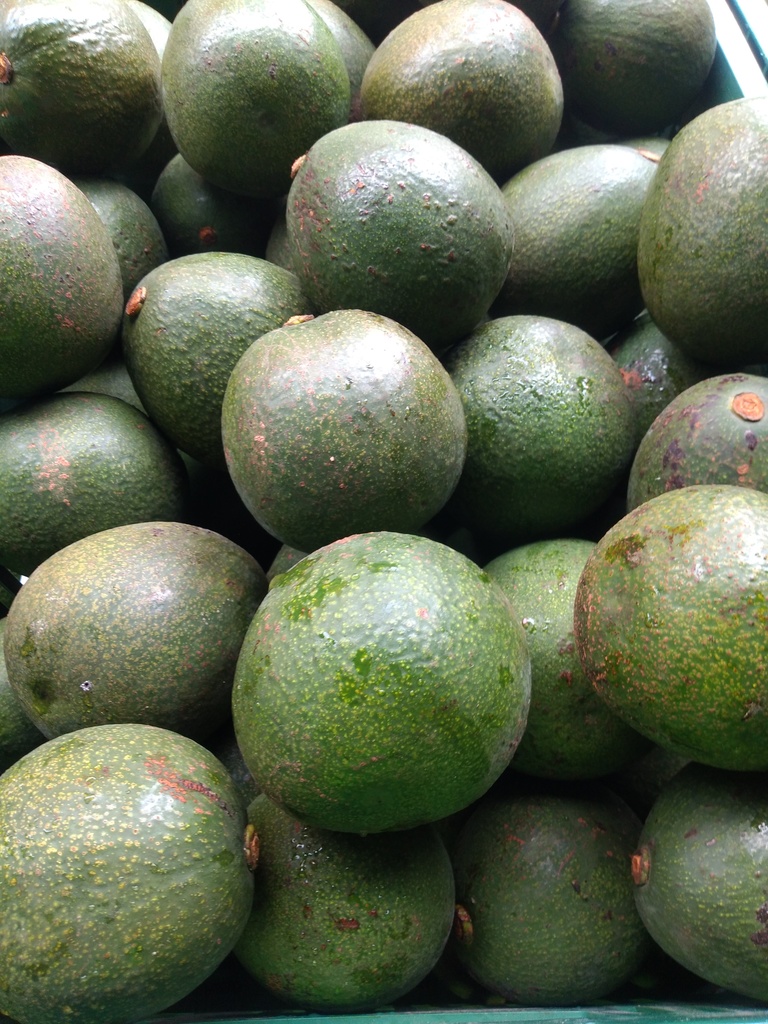 Aguacate reed