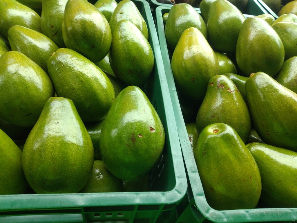 Aguacate papelillo