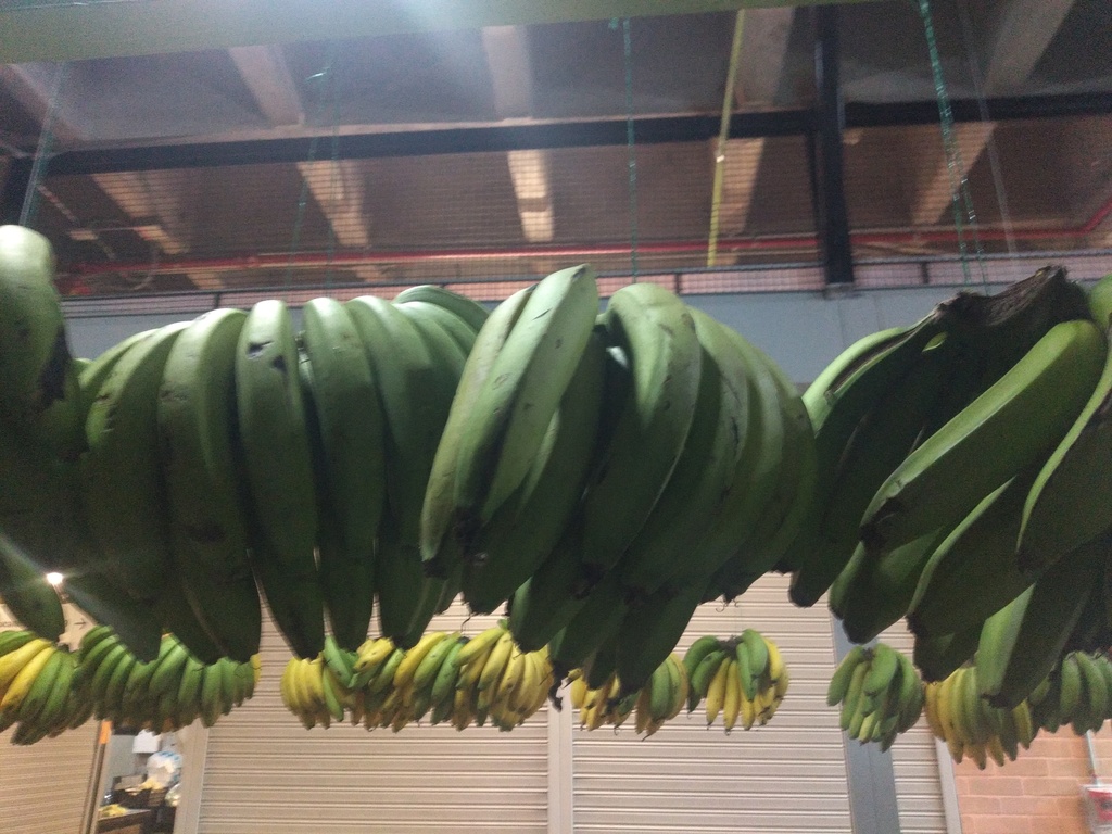 Banano