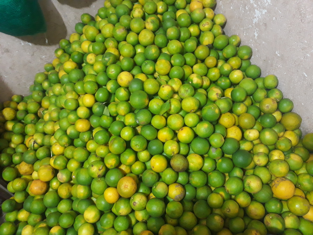 Naranja cerana
