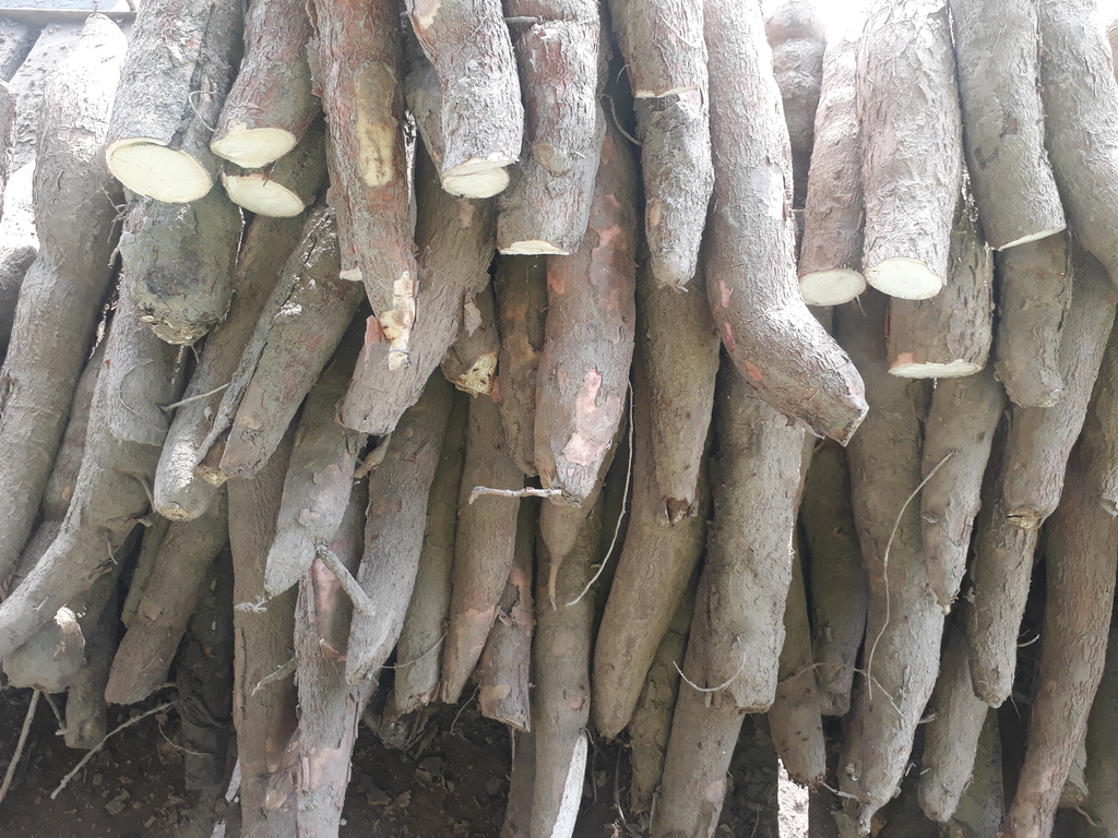 Yuca