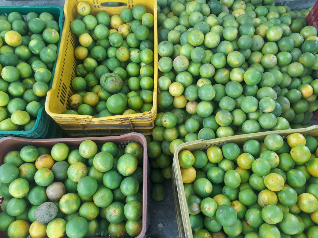 Naranja cerana