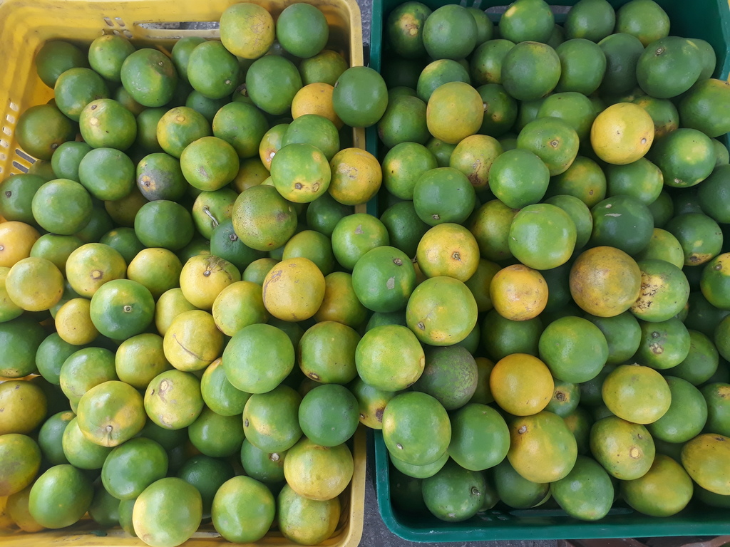 Naranja cerana