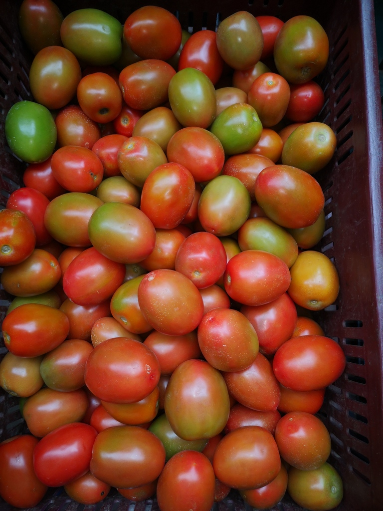 Tomate chonto