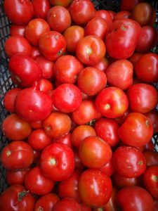 Tomate Chonto