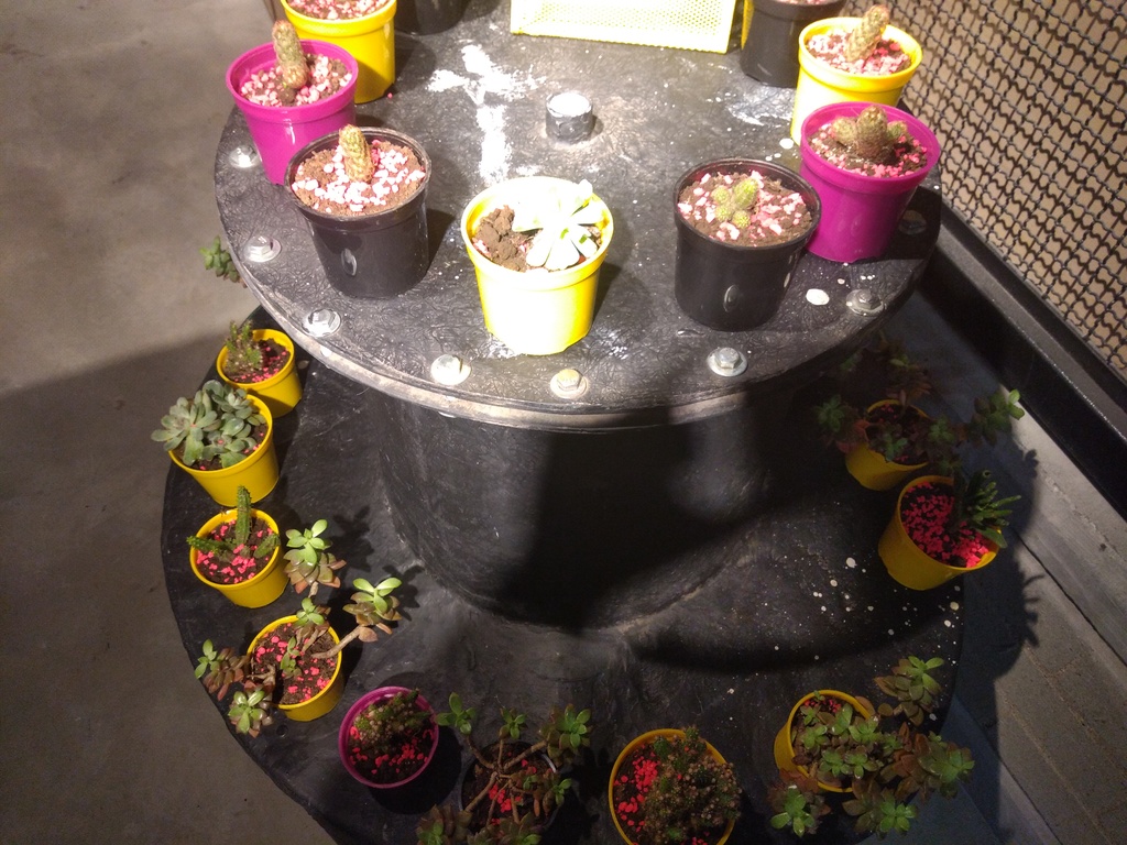 Plantas suculentas desde $3.000 hasta $15.000