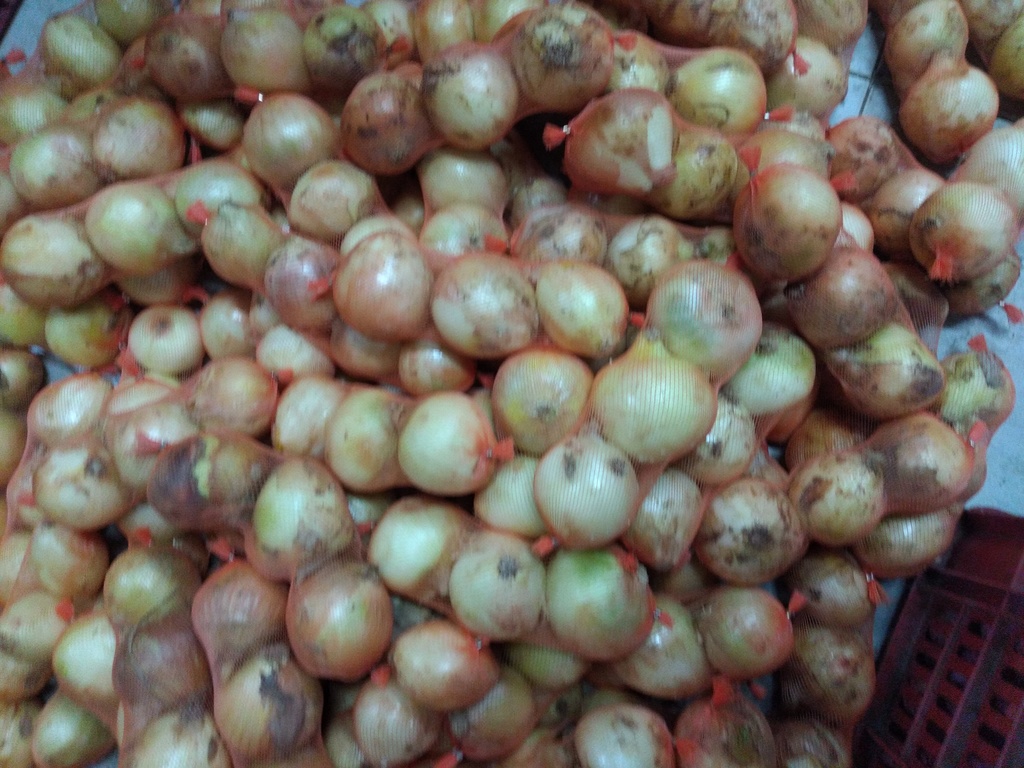 Cebolla blanca  malla