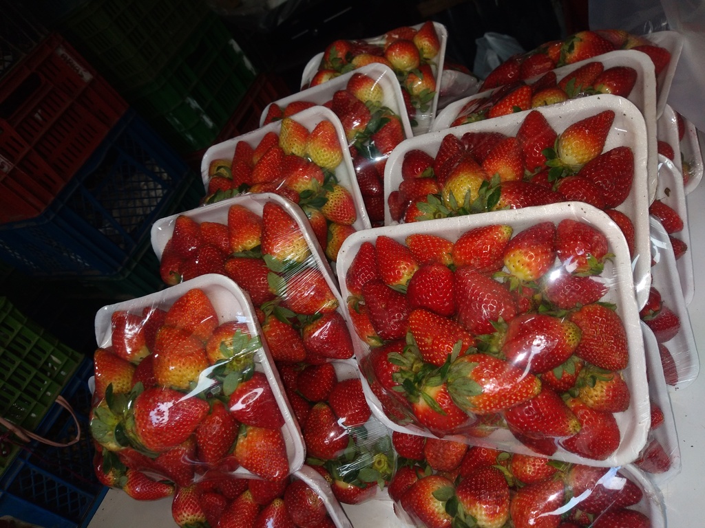 Fresa bandeja