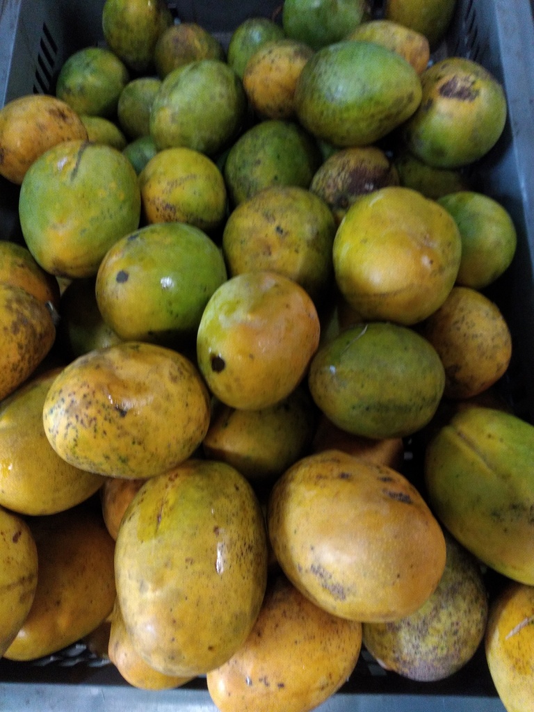 Mango criollo