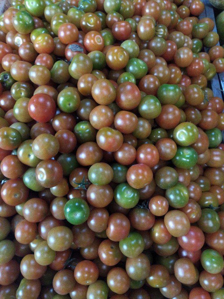 Tomate cherry