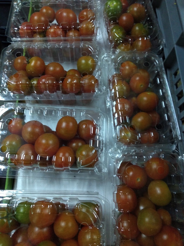 Tomate cherry domo