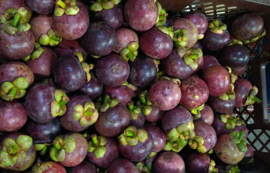 Mangostino selecto