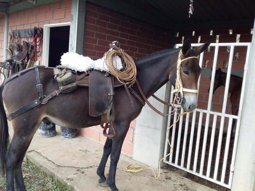 Macho de vaqueria y Yegua de paso fino