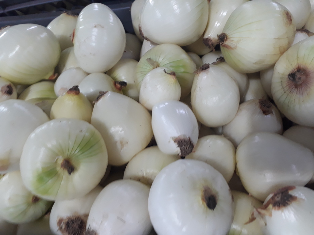 Cebolla blanca