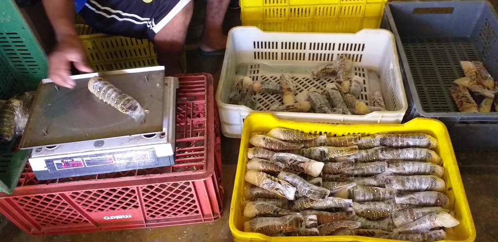 Cola de langostas congelados mariscos pescados