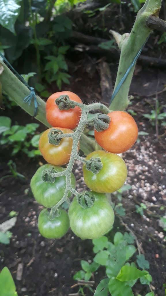 Tomate cherry cereza