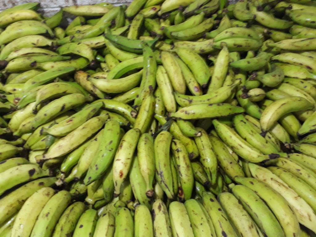 Huevo tipo B
