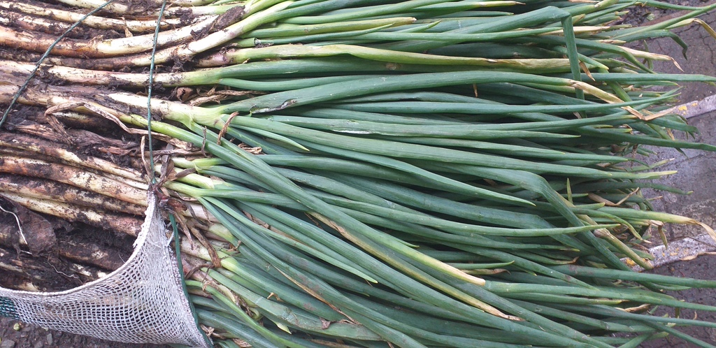 Cebolla de rama *27kg