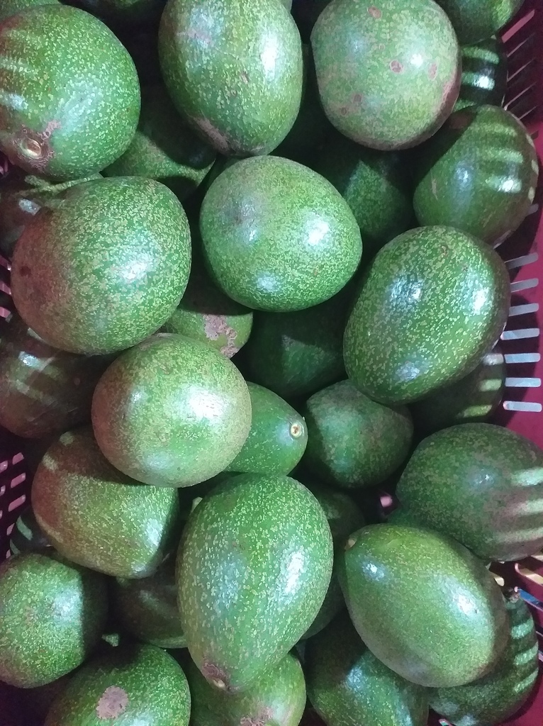 Aguacate