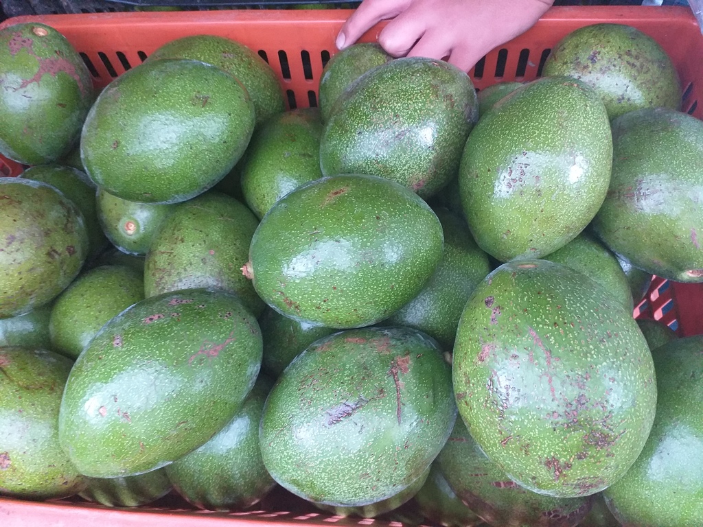 Aguacate choquette