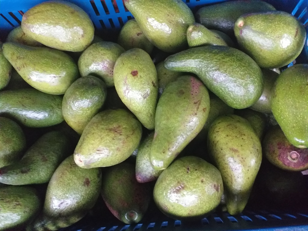Aguacate criollo