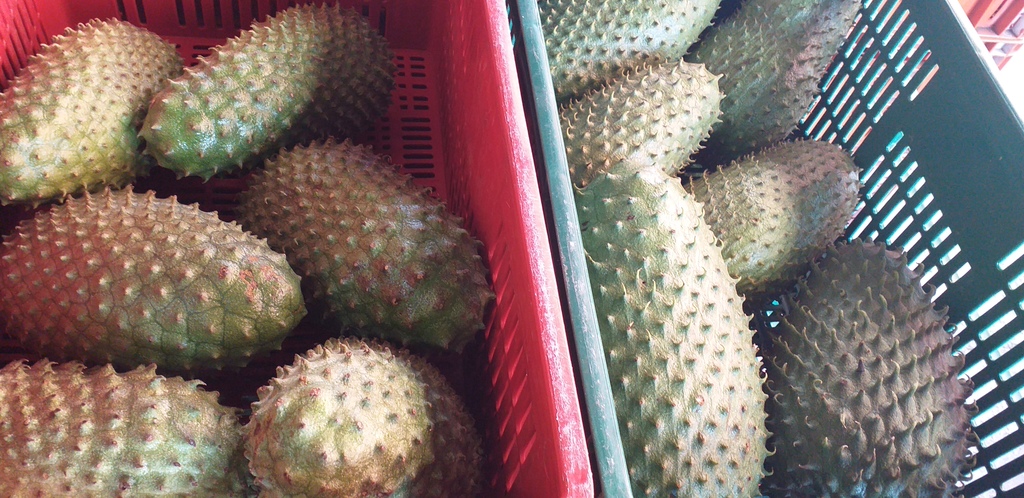 Guanabana