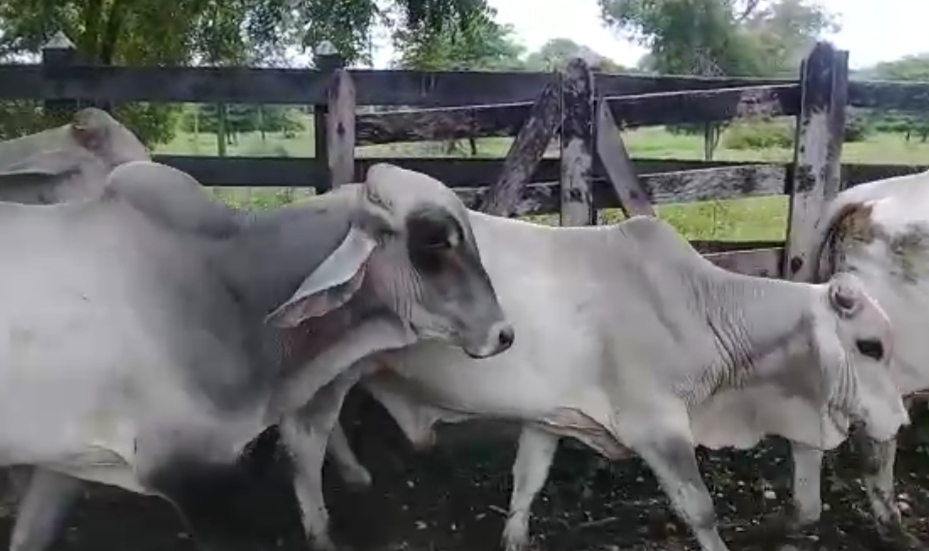 Macho de seba  380kg